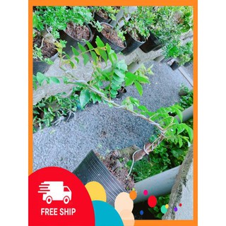 Cây Khế Bonsai