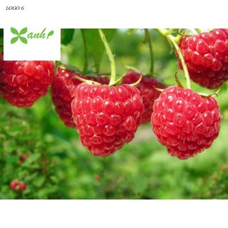 Hạt Giống Quả Mâm Xôi Đỏ Gói 20 hạt