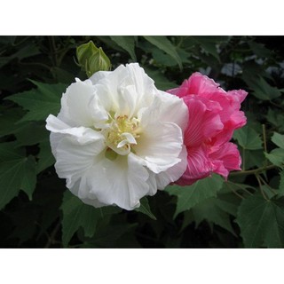 Hoa phù dung(chậu giống)