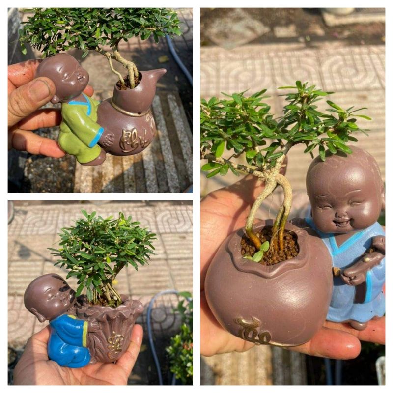 Chậu mini _ chậu combosite