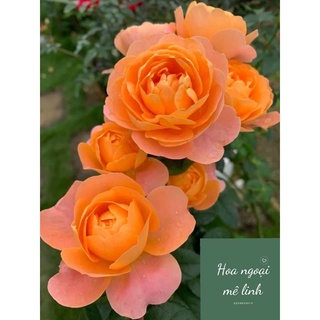 Hoa Hồng Tezza Cam Cá Hồi giống hồng mini siêu hot sai hoa bền bỉ-Hoangoaimelinh