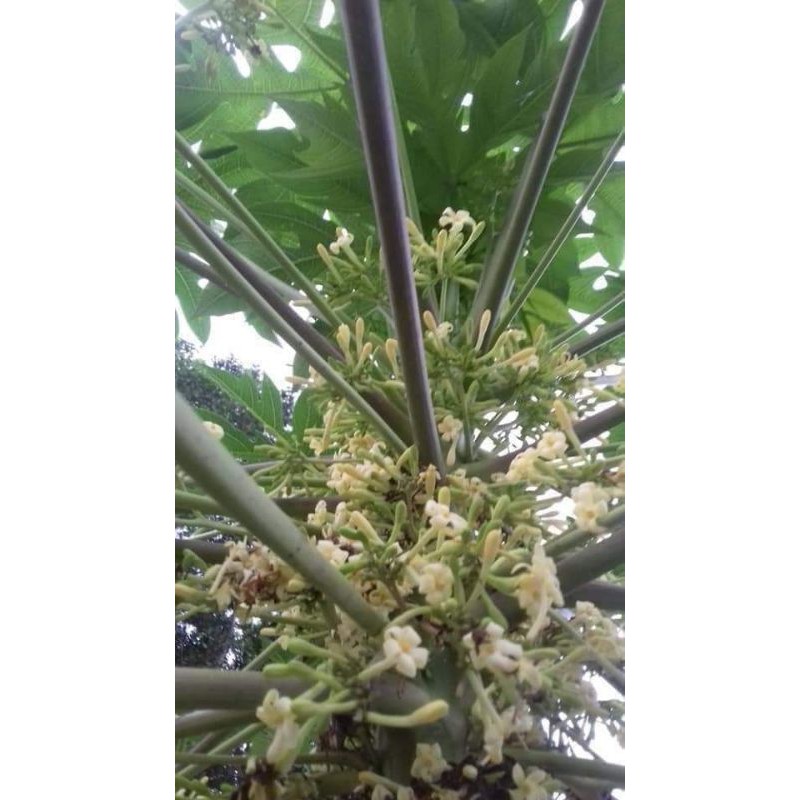 Bông đu đủ đực