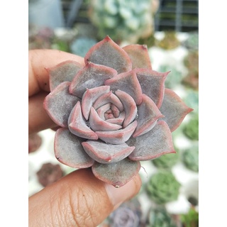 Sen đá liên đài tím size 2,5-4cm🌵hư 1 đổi 1