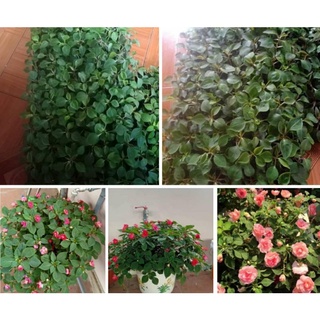 cây giống ngọc thảo kép ( combo 10 cây)