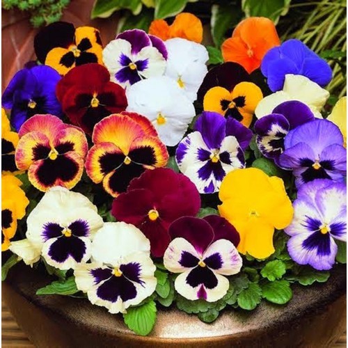 Hạt giống Hoa Păng Xê (hoa bướm Pansy) Nhiều Màu