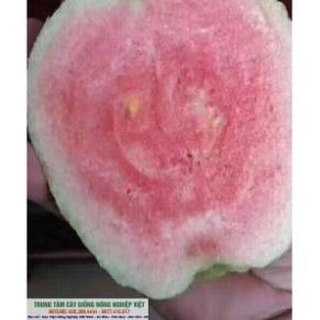 Cây Ổi Ruby Ruột Đỏ Không Hạt 6 Tháng Ra Quả(Video ảnh thật)