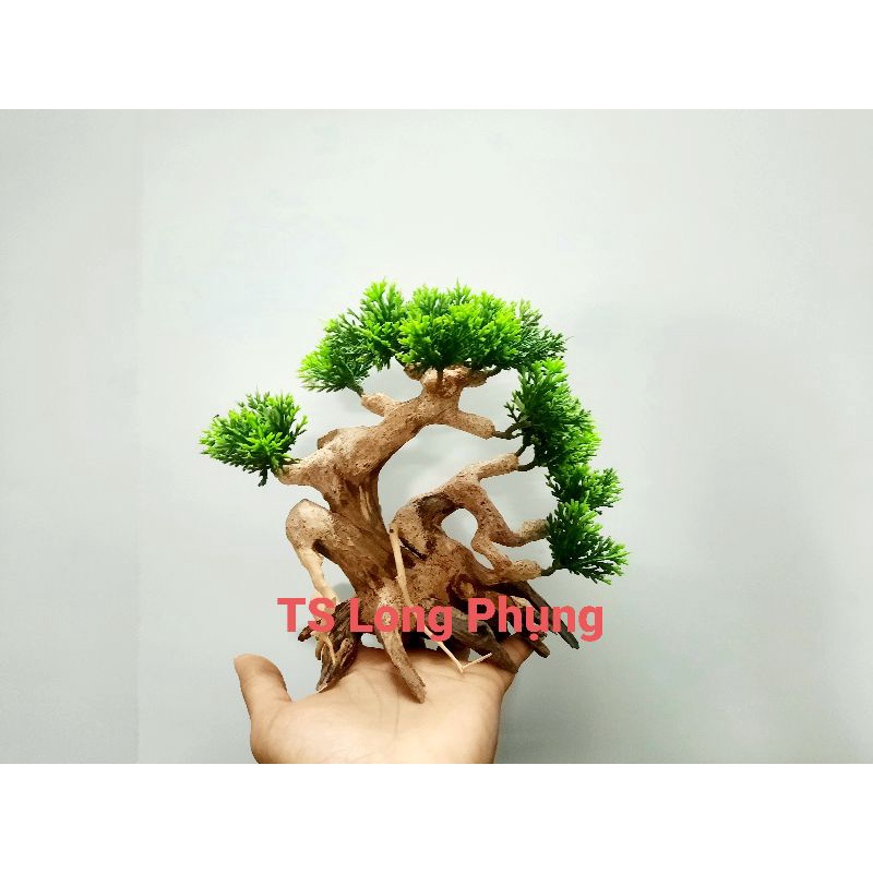 Lũa bonsai Tùng 2 thân trang trí hồ cá