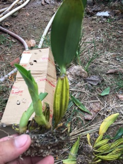 Sơn thuỷ tiên 1 khóm
