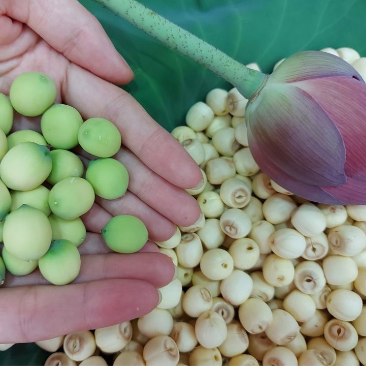 500g Hạt Sen Sấy Khô Hàng Loại 1, Hạt Sen Khô Ngon, Thơm, Ngọt, Tốt Cho Sức Khoẻ