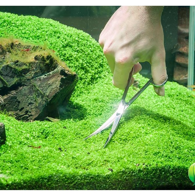Hạt giống thủy sinh các loại trân châu lùn, ngưu mao chiên, thanh điệp, lá tròn, trái tim