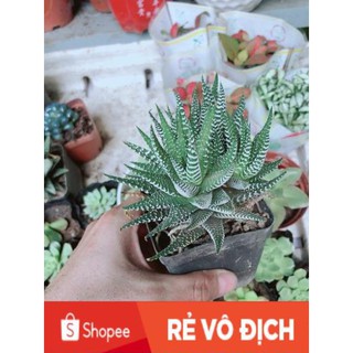 Chậu Móng Rồng