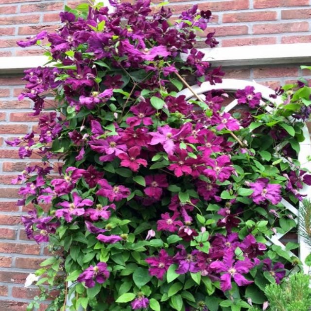 CỦ  HOA LEO ÔNG LÃO ĐÃ CÓ MẦM