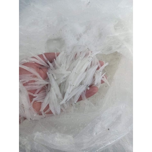 (DTFood-CHUYÊN SỈ) CÁ NGẦN SÔNG ĐÀ HỘP 500g