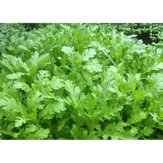 20gr - HẠT GIỐNG RAU TẦN Ô