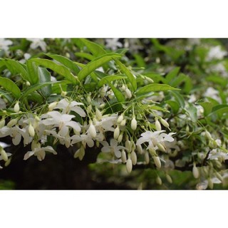 CHẬU CÂY GIỐNG MAI CHIẾU THỦY (MAI TRẤN THỦY, MAI TRÚC THỦY ) VƯỢNG PHONG THỦY