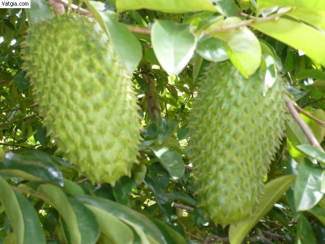 Cây MÃNG CẦU GAI (MÃNG CẦU XIÊM)