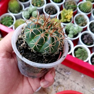 Xương rồng melo