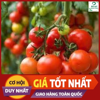 🍅Hạt giống Cà Chua Bi Chùm_30 Hạt🍅