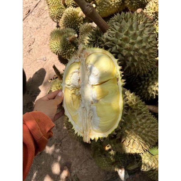 TRÁI SẦU RIÊNG THÁI MONTHONG LOẠI Nhất ( Trái Từ 2,5-4,5kg