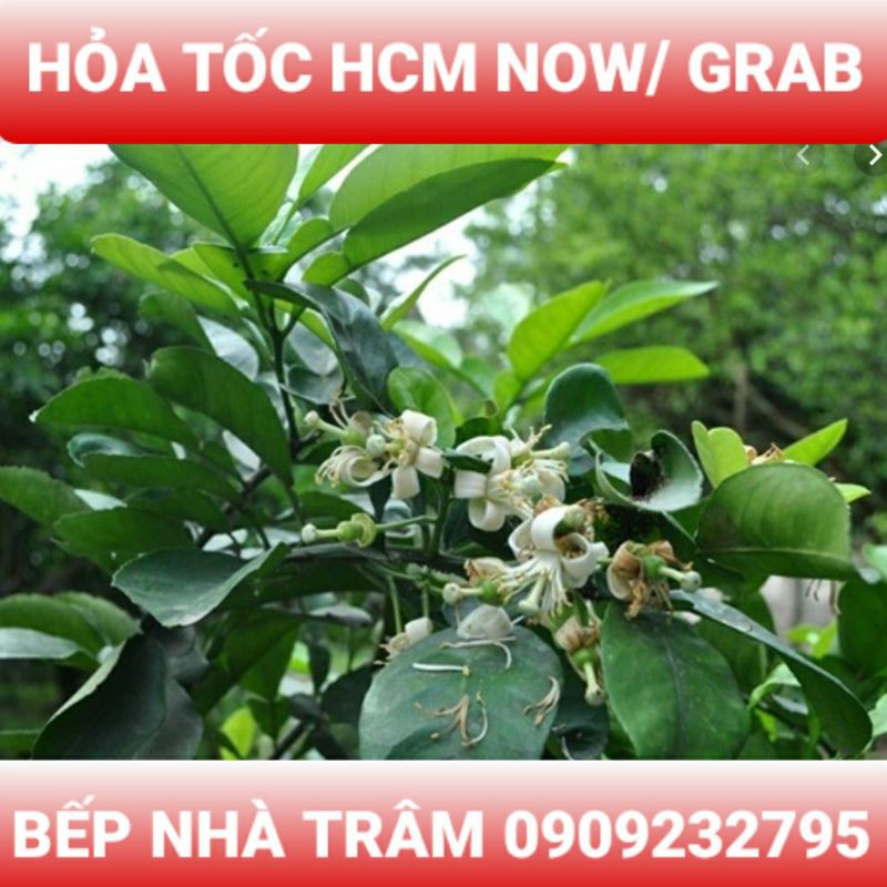 Lá bưởi tươi x.ông tắm, gội đầu hỏa tốc HCM