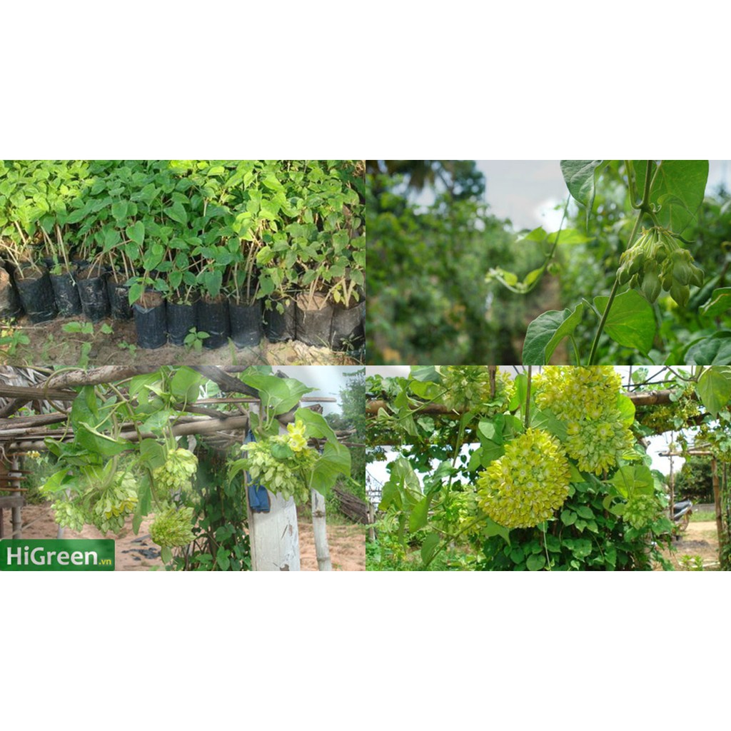 Cây giống hoa thiên lý