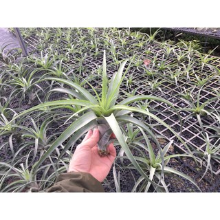 Cây không khí Tillandsia flexuosa