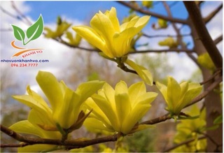 Cây giống Hoa Mộc Lan
