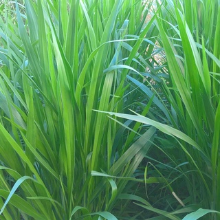 Cỏ Mulato 2 Chịu Lạnh (Gói 200g)