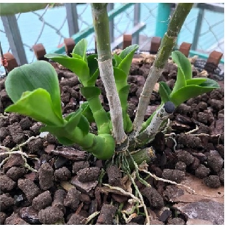 Phân Trùn Quế Viên Nén (1kg)