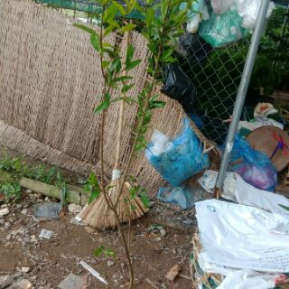 Cây lựu đỏ
