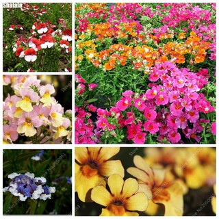 Hạt Giống Hoa Nemesia Mix 50 hạt