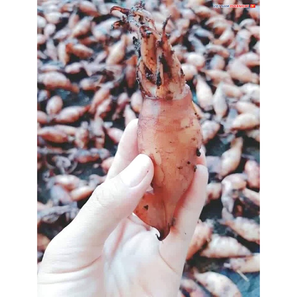 Mực Sim Trứng 1 Nắng hấp sơ khay 500g làm sạch thơm ngon - Ship Hỏa Tốc 1h Hà Nội