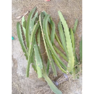 1 cành giống thanh long dài 1m ( ruột đỏ, ruột trắng )