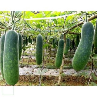 Trà Bí Đao Khô 500gr Thơm Ngon