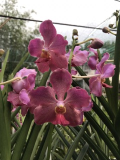 Hoa Lan Vanda Kim