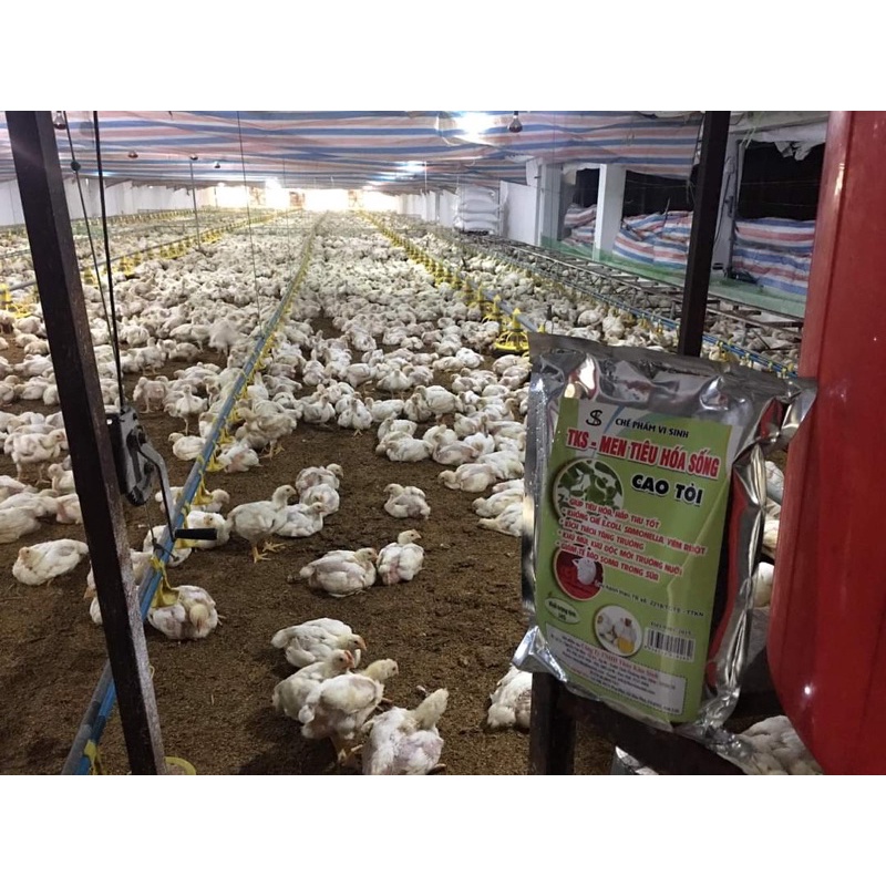 1kg TKS - Men Tiêu Hoá Sống Cao Tỏi - giúp tiêu hoá tốt, khử mùi môi trường niooi, hạn chế tiêu chảy