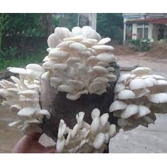 2 Phôi nấm bào ngư trắng (comboX2)