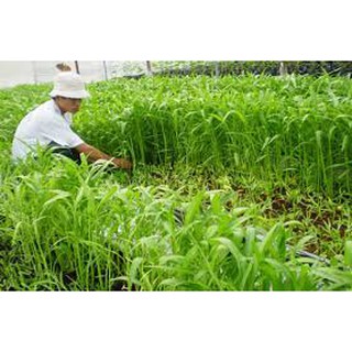 Hạt giống rau muống lá tre (20g)