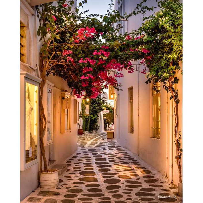 CÂY HOA GIẤY MÀU TÍM