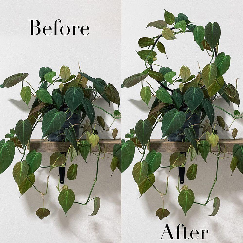 Giá Đỡ Cây Dây Leo Bằng Kim Loại Tiện Dụng