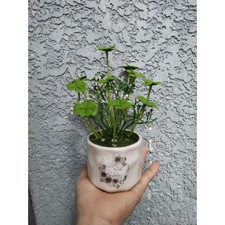 Chậu cỏ 4 lá may mắn