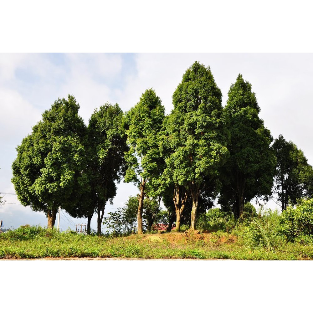 Tinh Dầu Pơ-Mu Thiên Nhiên đánh bóng đồ gỗ, xua đuổi côn trùng Fokienia Essential Oil AloAroma