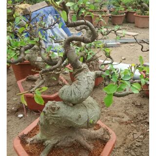 Sung Bon Sai Gốc Lớn Tay Tán Hoàn Thiện