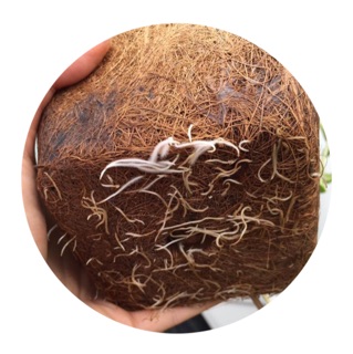 Chậu xơ dừa vuông lớn