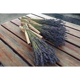 Hoa Lavender Chuẩn Pháp