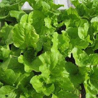 Hạt giống cải bẹ dún