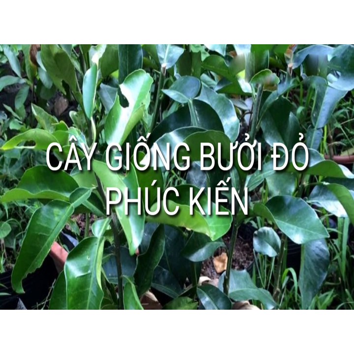 Cây Bưởi Đỏ Phúc Kiến: