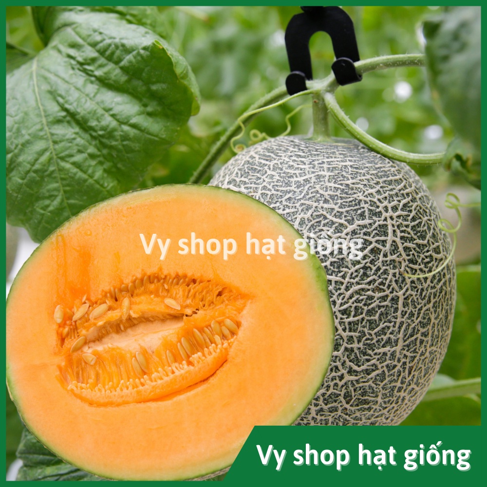 Hạt giống dưa lưới ruột cam Lemon Cat Thái Lan nguyên gói 50 hạt
