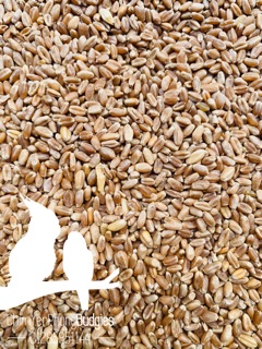 500g hạt cỏ lúa mì, lúa mạch ươm nảy mầm.