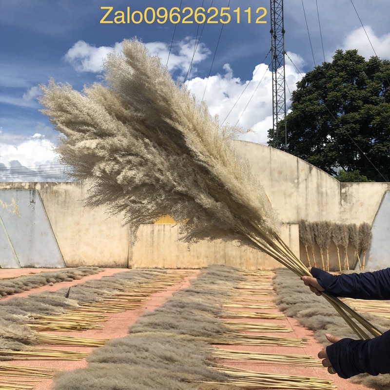 Combo 15 bông lau loại to trang trí decor chụp ảnh,trang trí shop trang tri quán cafe trang trí tiệc cưới sự kiên